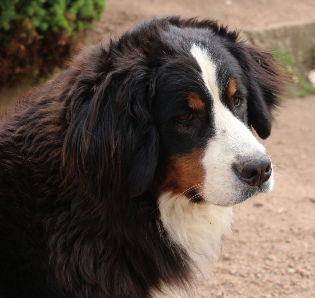 Mascotte Du Clan D'Eole