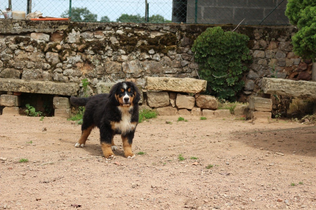 Du Clan D'Eole - Chiots disponibles - Bouvier Bernois