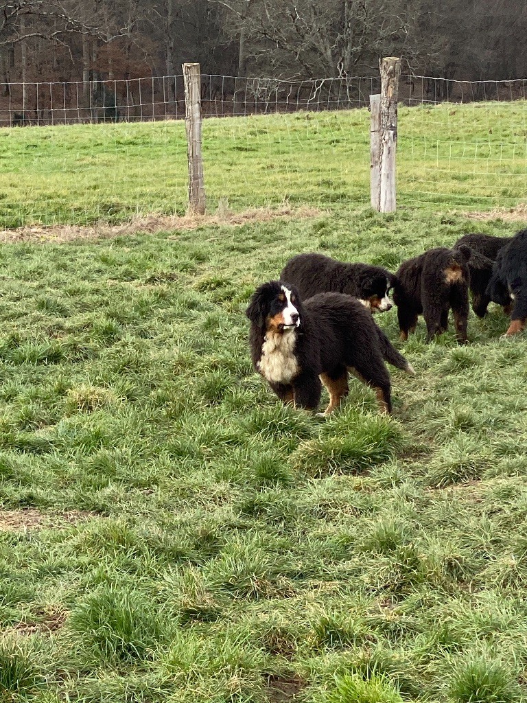 Du Clan D'Eole - Chiots disponibles - Bouvier Bernois