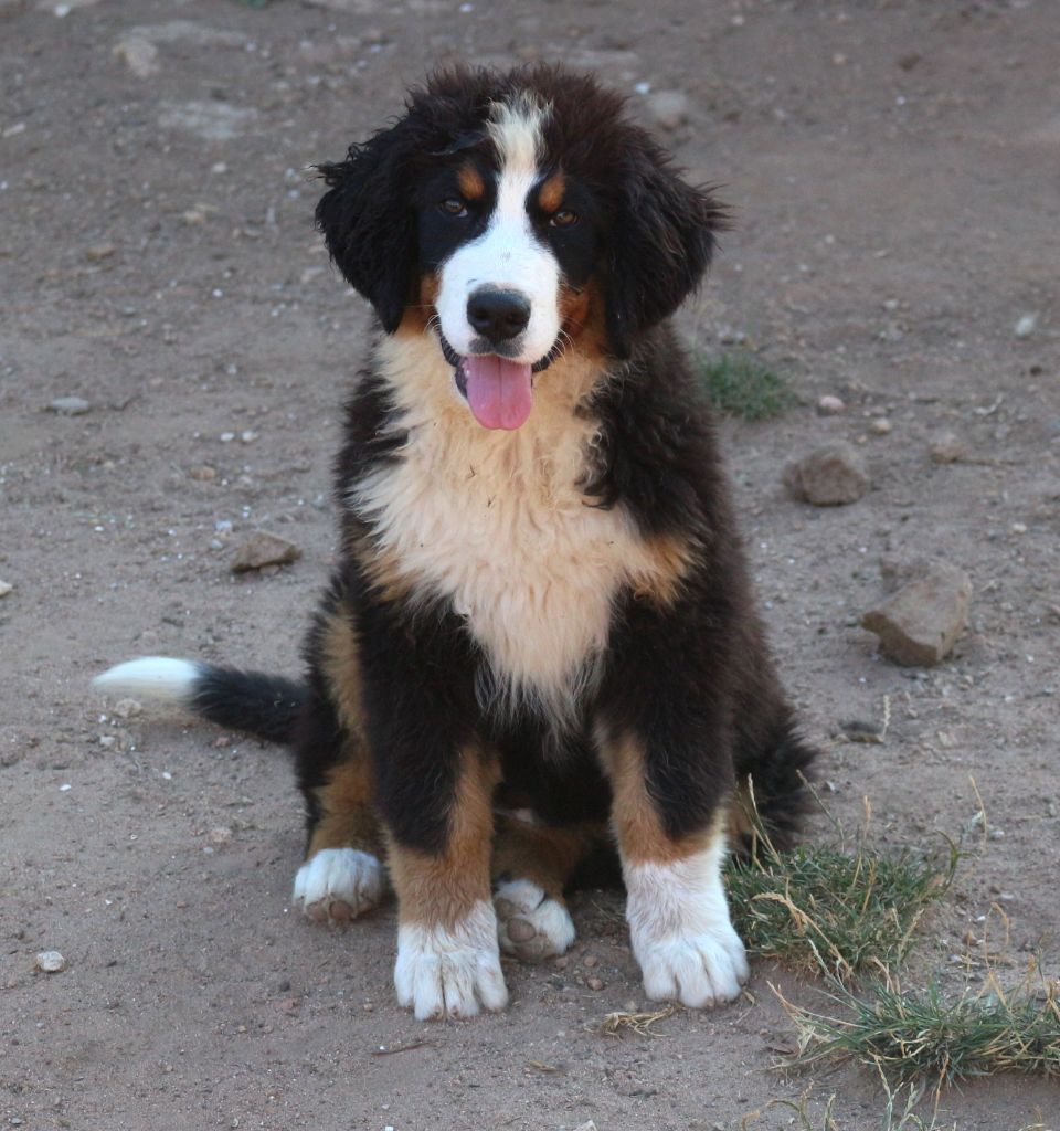 Chiot Bouvier Bernois Du Clan D'Eole