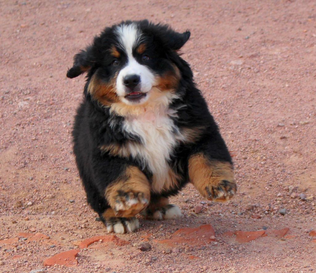 Chiot Bouvier Bernois Du Clan D'Eole