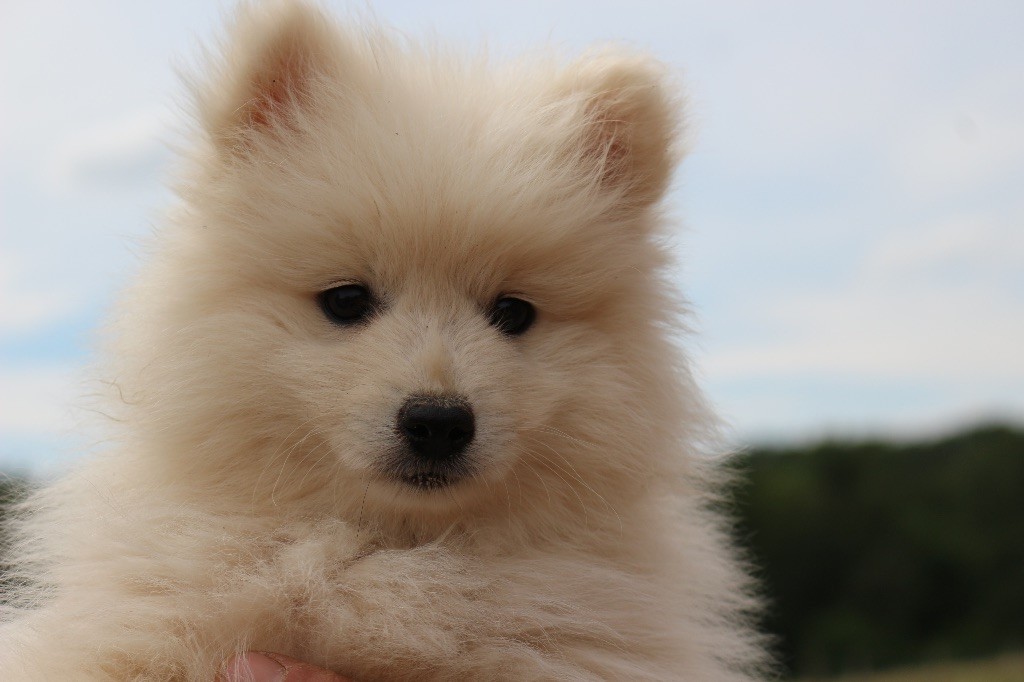 Du Clan D'Eole - Chiots disponibles - Spitz japonais