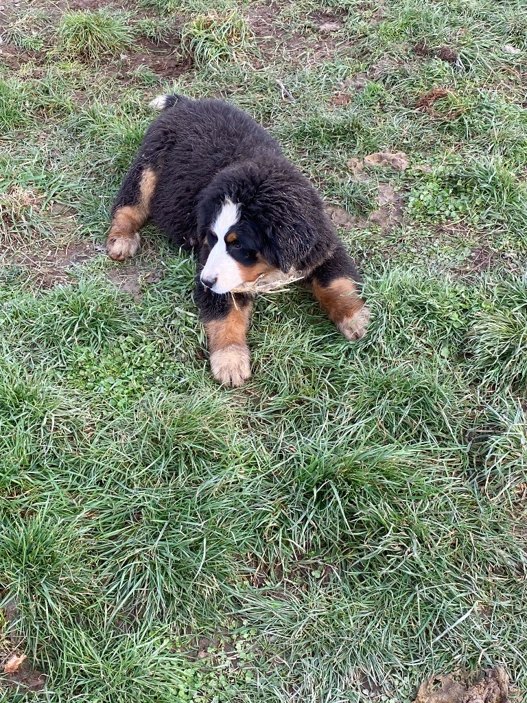 Du Clan D'Eole - Chiots disponibles - Bouvier Bernois