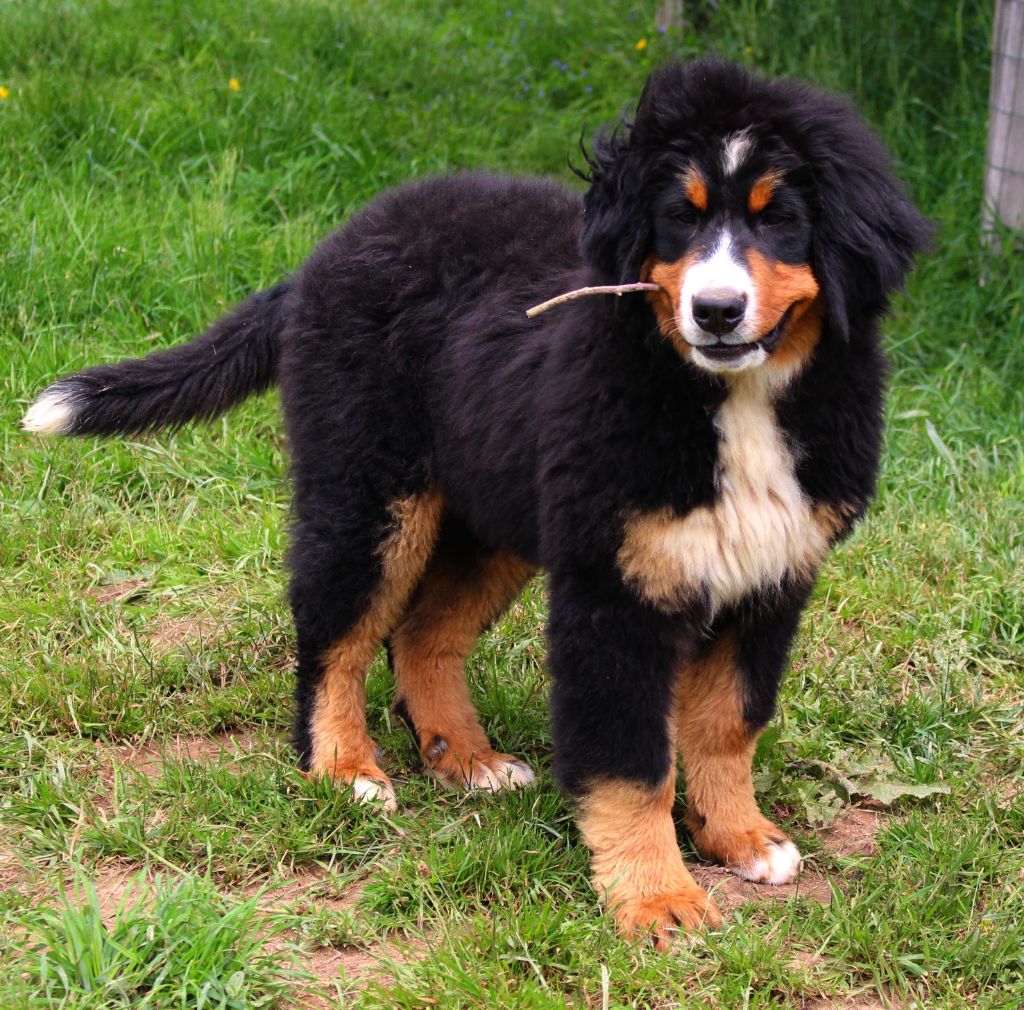 Chiot Bouvier Bernois Du Clan D'Eole