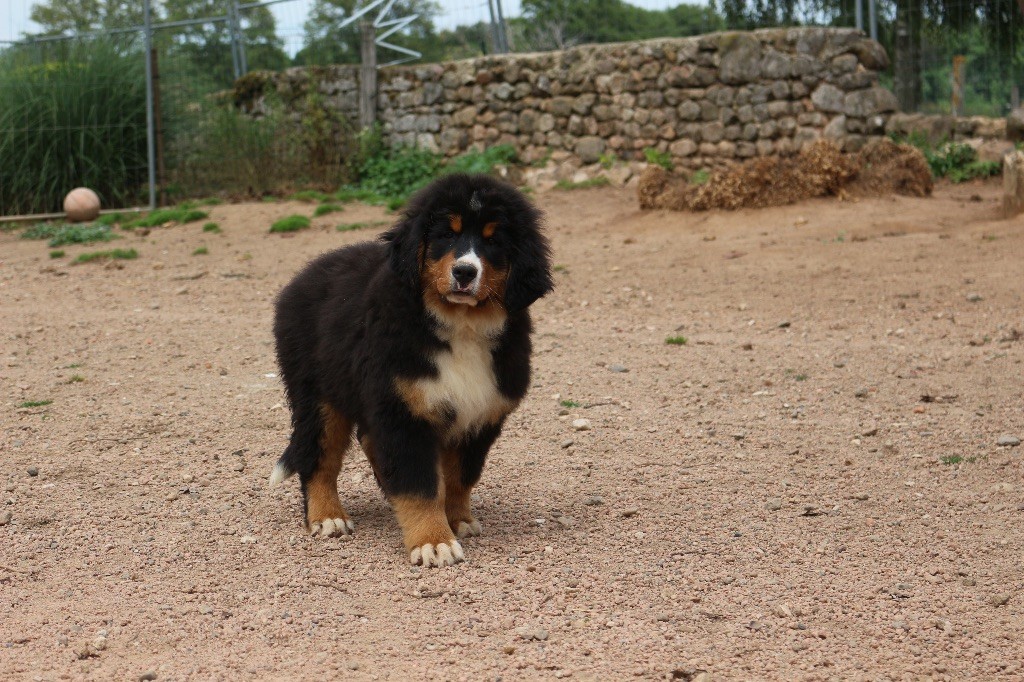 Du Clan D'Eole - Chiots disponibles - Bouvier Bernois